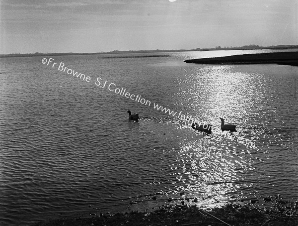 ON LOUGH SHEELIN